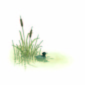 ATS-Coot by the reeds